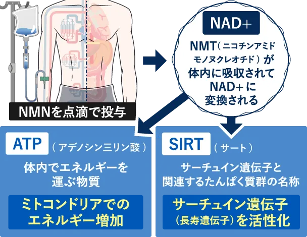 NMNのメカニズム