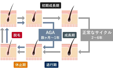 正常なサイクル